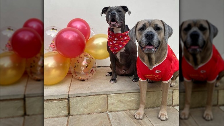 Patrick Mahomes' dogs smiling