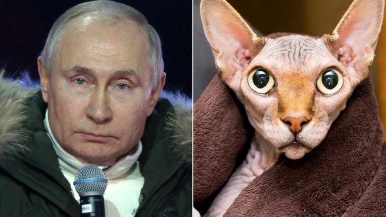 Vladimir Putin with mic, wrapped up Sphynx cat