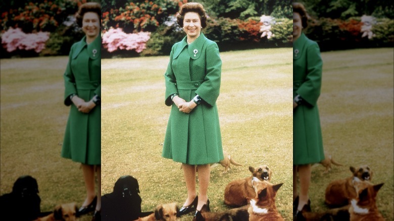 Queen Elizabeth posing with her corgis 