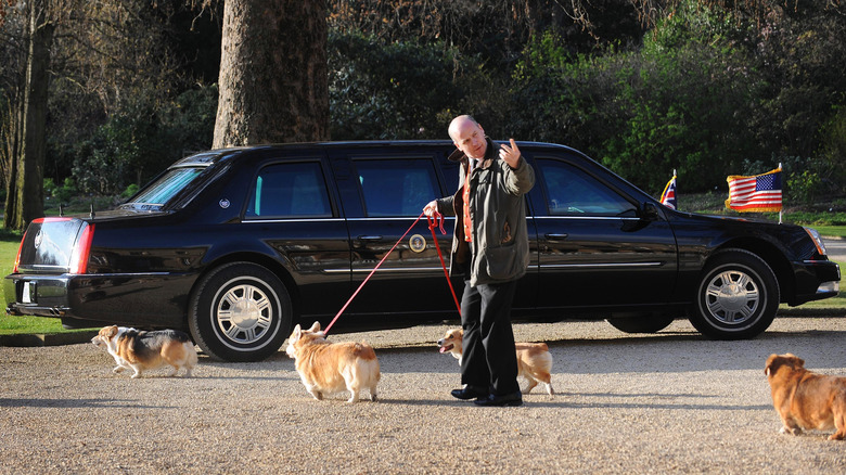 Corgis being walked at Buckingham Palace 