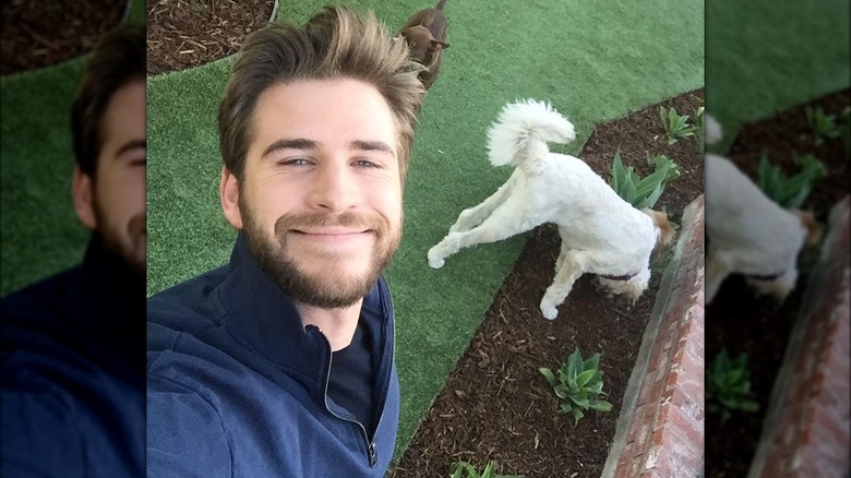 Liam Hemsworth looking up with dogs