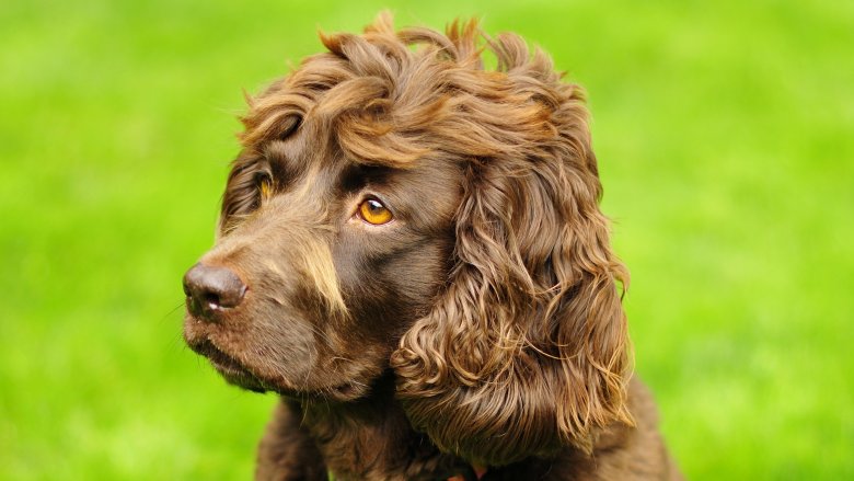 Boykin spaniel