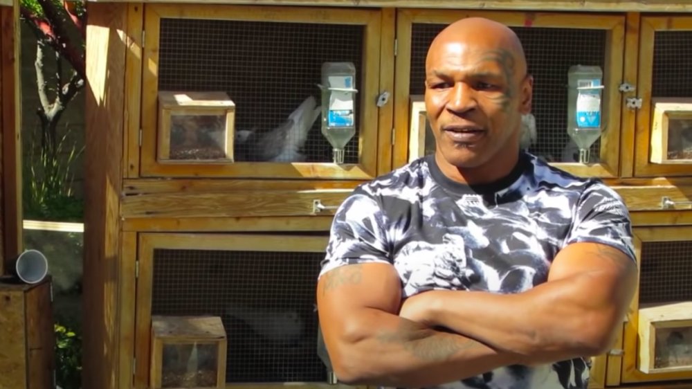 Mike Tyson and his pigeon habitat