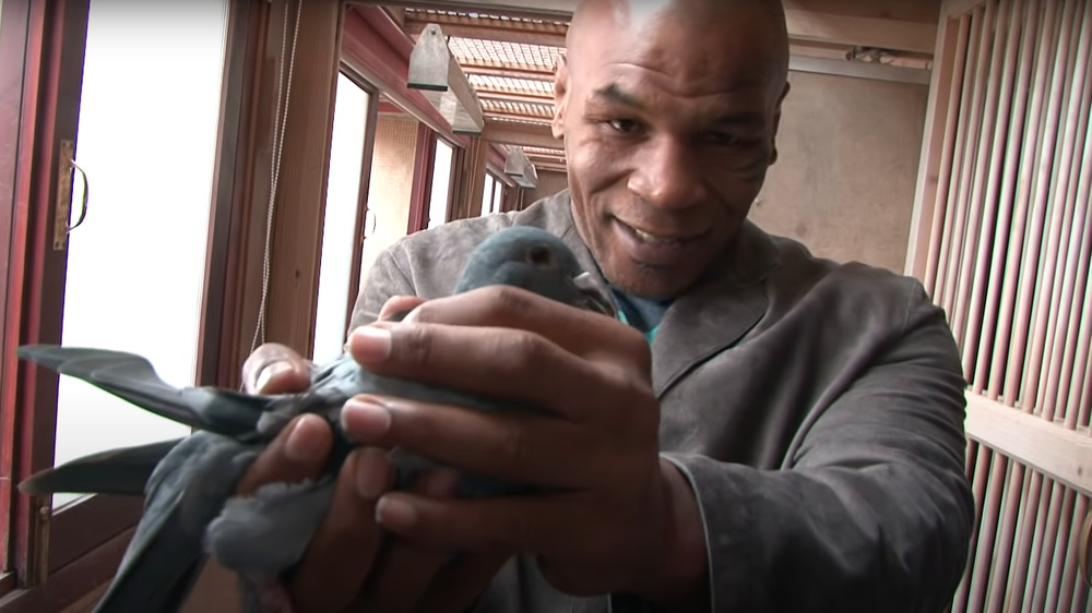 Mike Tyson holding a pigeon 