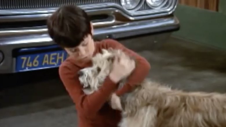 Mike Lookinland and Tiger on The Brady Bunch