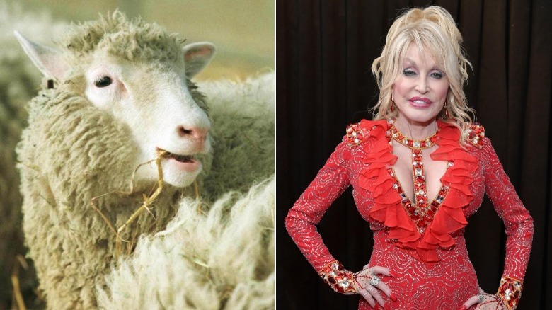 Dolly the Sheep, Dolly Parton split image