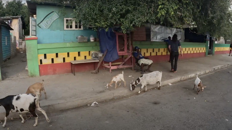 goats on Trench Town street