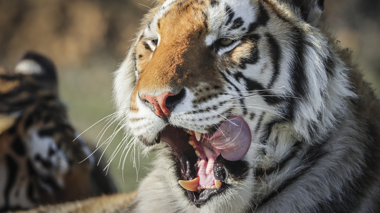 Joe Exotic's tiger roaring