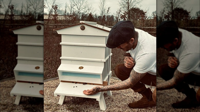 David Beckham crouching beside beehive