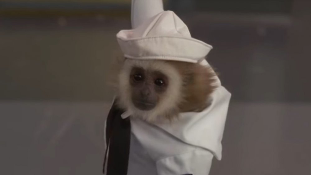 Katie the Capuchin in 30 Rock