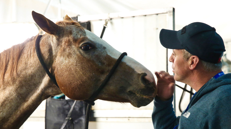 Matt LeBlanc petting horse