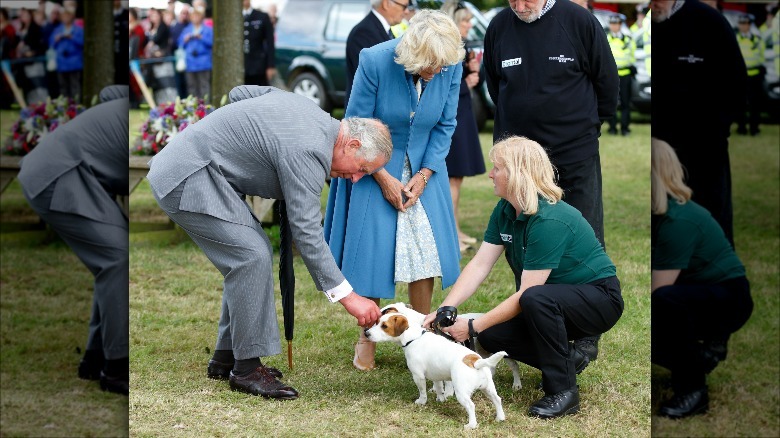 King Charles and Camilla meet a Jack Russell