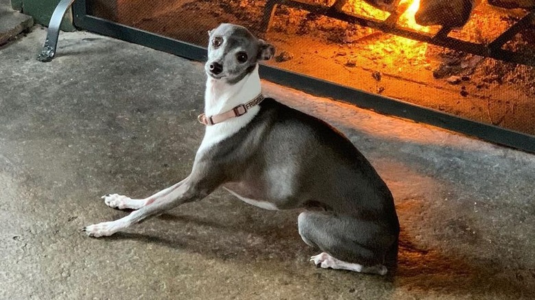 Seth Meyers' dog Frisbee by a fire