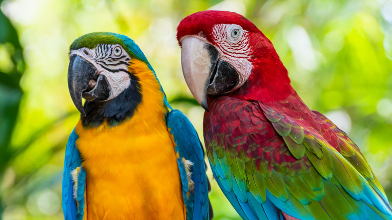 Parrots sitting together