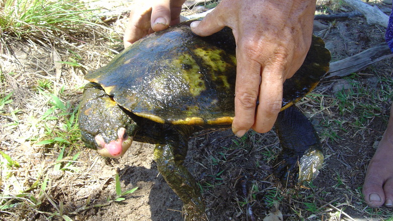 Irwin's turtle being held up