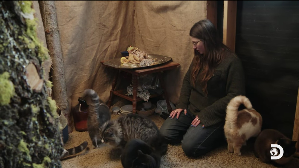 Snowbird making a cat feast