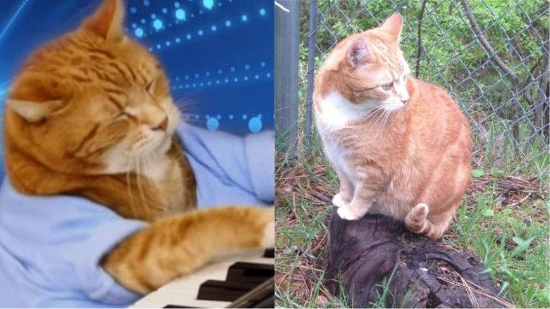 Bento Schmidt (Keyboard Cat)