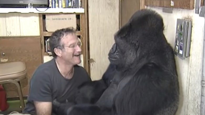 Robin Williams and Koko