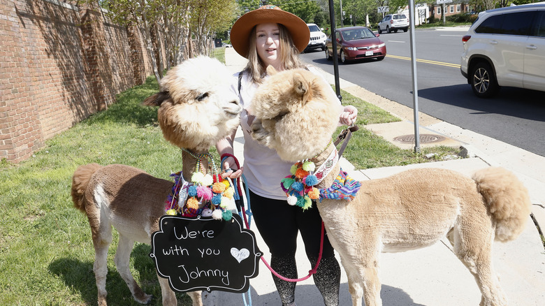 Andrea Diaz with her alpacas outside the Johnny Depp-Amber Heard trial in Fairfax, VA