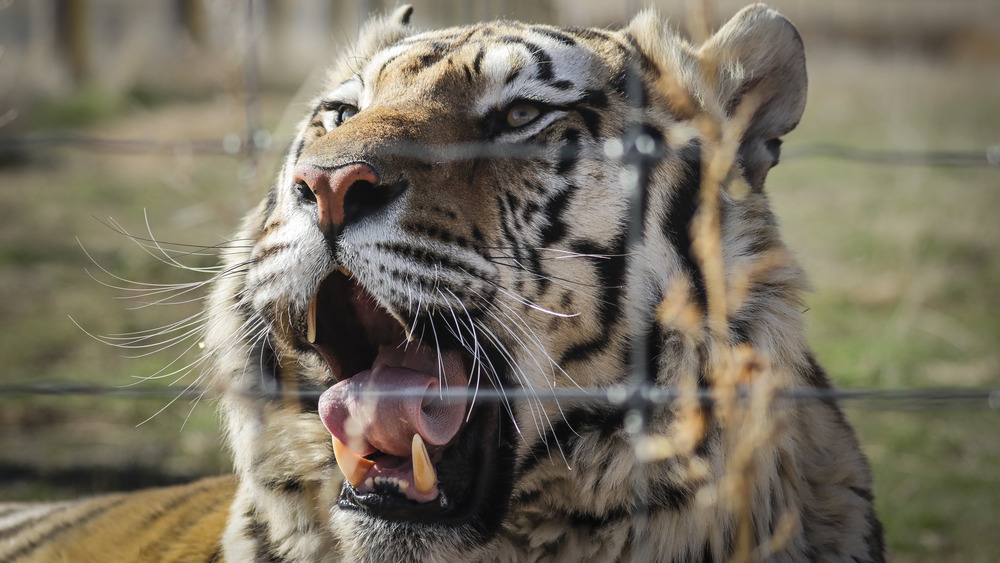A tiger rescued from Joe Exotic's G.W. Exotic Animal Park relaxes in the sun